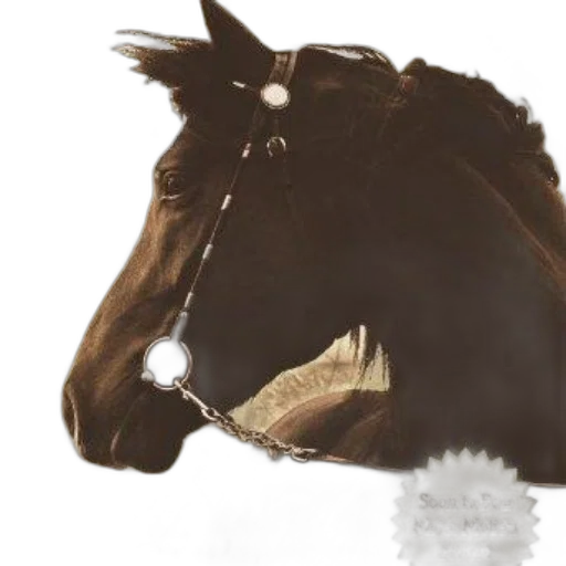 animal, crown, hat, mask transparent PNG cut-out