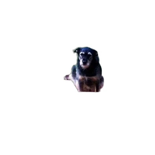 animal, creature, staff, face transparent PNG cut-out