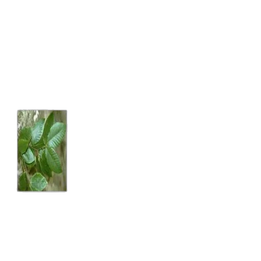 tree, flower, staff, animal transparent PNG cut-out