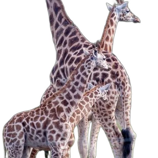 animal, creature, staff, jewelry transparent PNG cut-out
