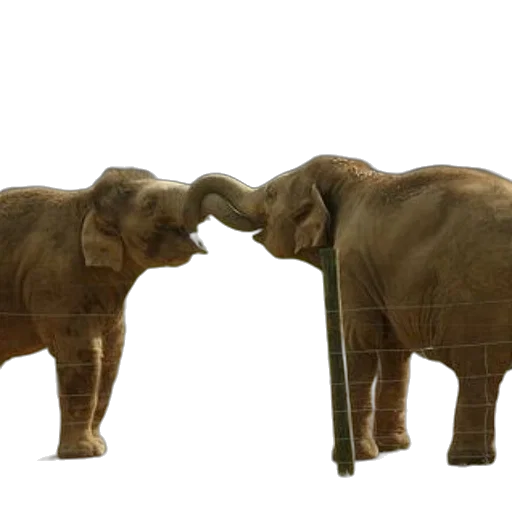 animal, 3d render, concept art, two transparent PNG cut-out