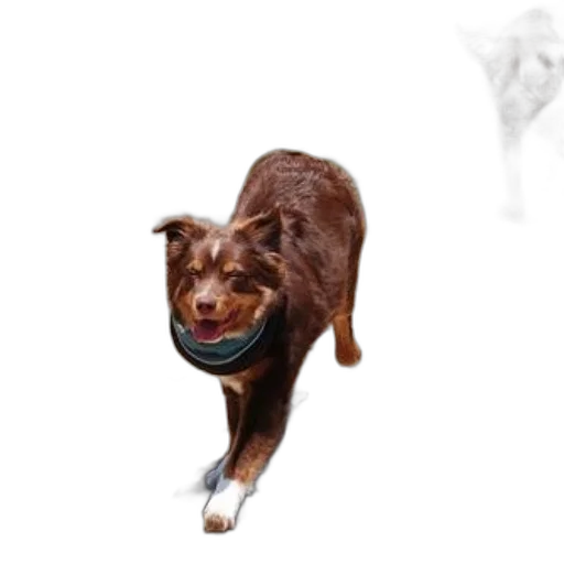 animal, staff, creature, photorealistic transparent PNG cut-out