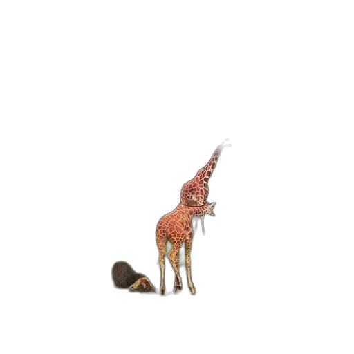 animal, creature, hat, staff transparent PNG cut-out