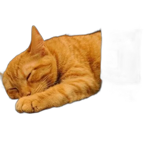 staff, animal, hat, mask transparent PNG cut-out