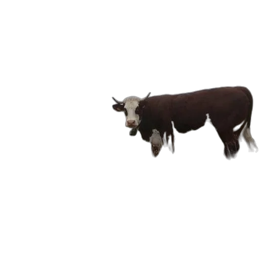 animal, creature, weapon, food transparent PNG cut-out