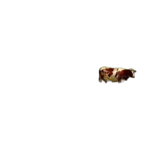 animal, creature, food, hair transparent PNG cut-out