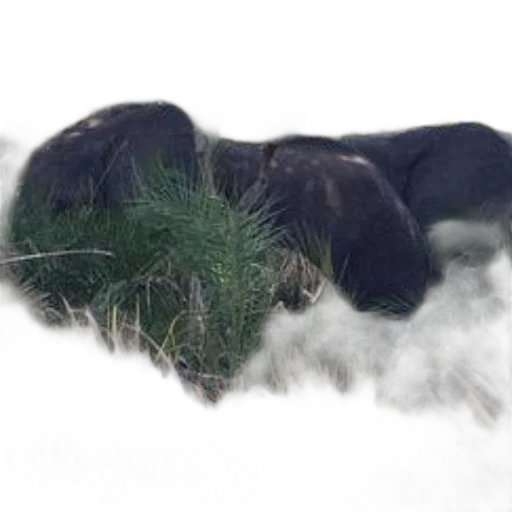animal, creature, hair, dragon transparent PNG cut-out