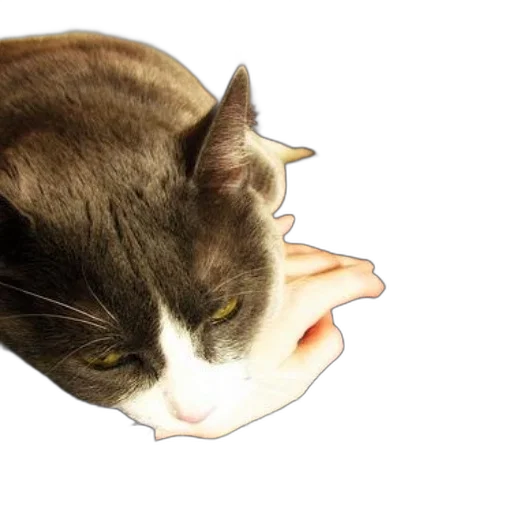mask, hat, animal, face transparent PNG cut-out