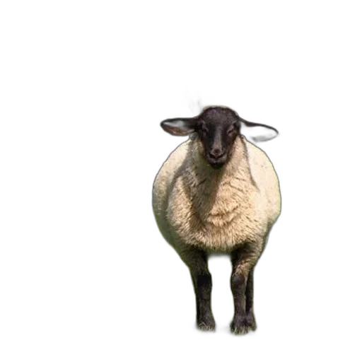 animal, face, creature, staff transparent PNG cut-out