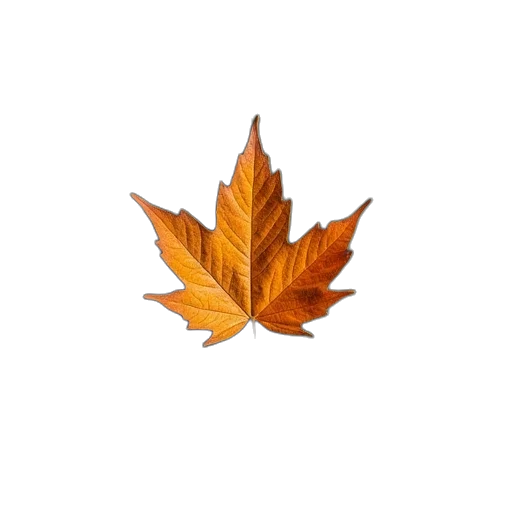 crown, tree, flower, hat transparent PNG cut-out