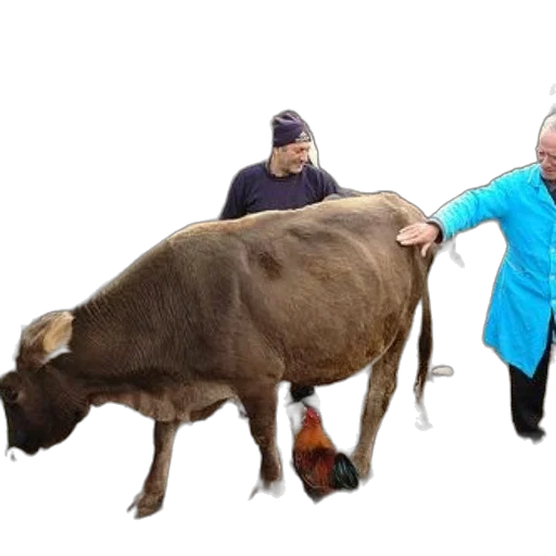 animal, creature, staff, jacket transparent PNG cut-out