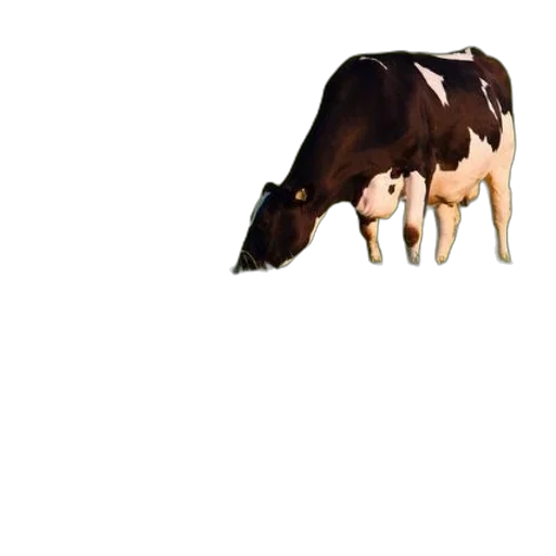 animal, food, creature, crown transparent PNG cut-out