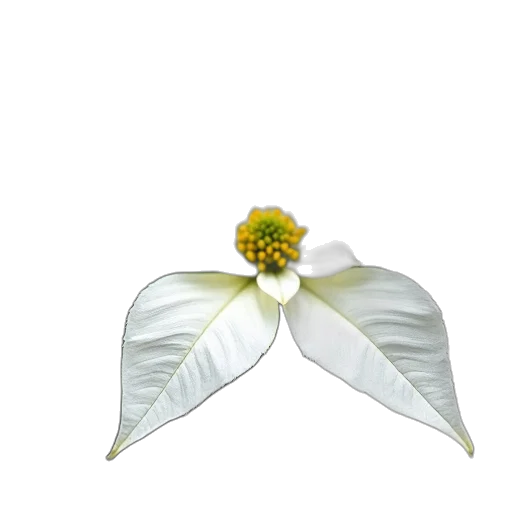 flower, crown, jewelry, staff transparent PNG cut-out