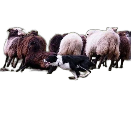 animal, staff, hair, furniture transparent PNG cut-out