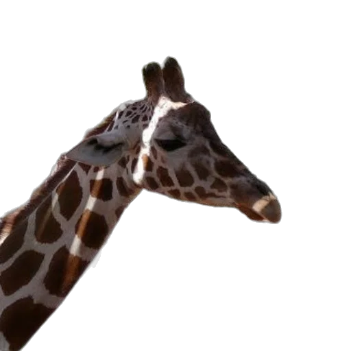 animal, creature, hat, staff transparent PNG cut-out