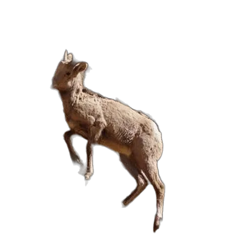 animal, creature, staff, food transparent PNG cut-out
