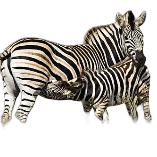 animal, furniture, jewelry, photorealistic transparent PNG cut-out