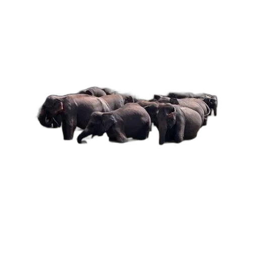 animal, weapon, food, furniture transparent PNG cut-out