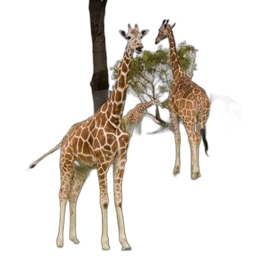 animal, staff, creature, concept art transparent PNG cut-out