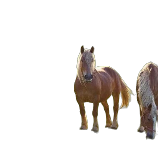 animal, hair, creature, furniture transparent PNG cut-out