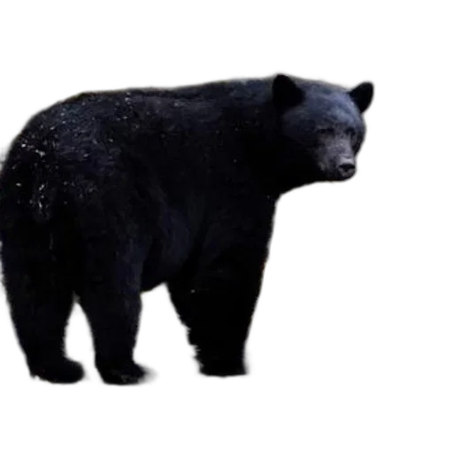 animal, creature, face, food transparent PNG cut-out
