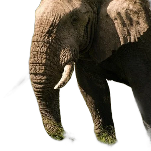 animal, creature, face, staff transparent PNG cut-out