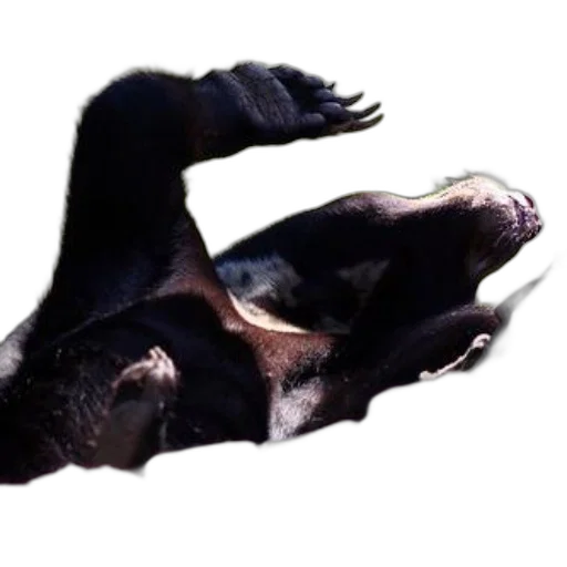 animal, creature, dragon, hair transparent PNG cut-out