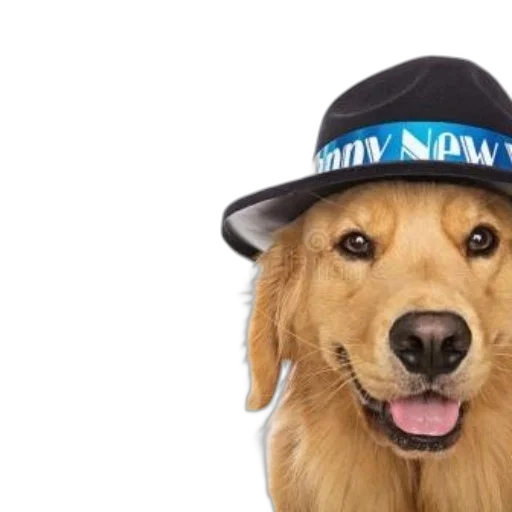 hat, staff, animal, golden transparent PNG cut-out