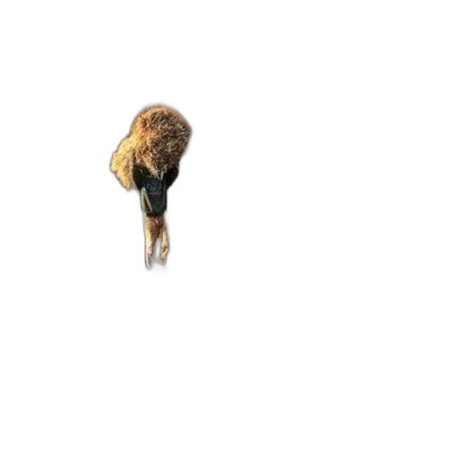hair, animal, creature, hat transparent PNG cut-out