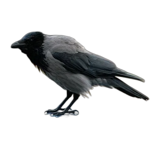 animal, creature, staff, weapon transparent PNG cut-out