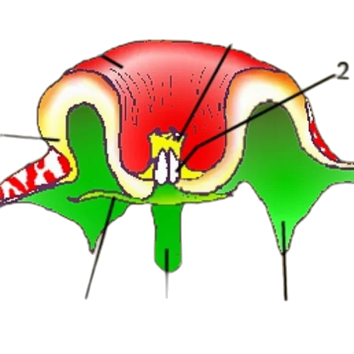 umbrella, flower, jacket, weapon transparent PNG cut-out