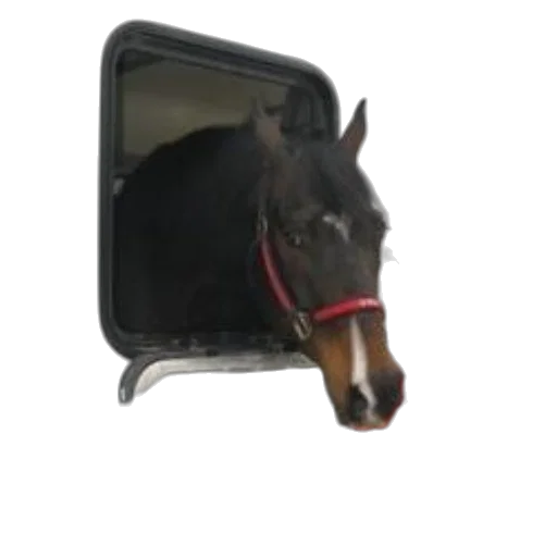 animal, staff, hat, creature transparent PNG cut-out