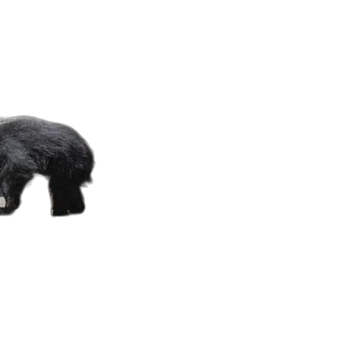 animal, hair, creature, hat transparent PNG cut-out