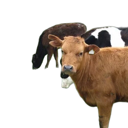 animal, food, three, cows transparent PNG cut-out
