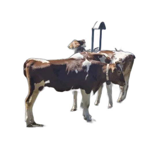 animal, staff, robot, weapon transparent PNG cut-out