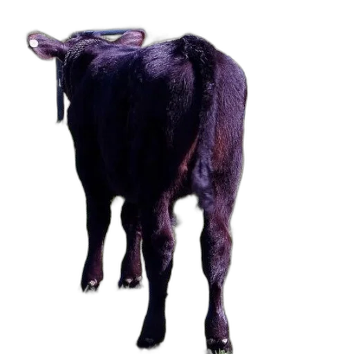 animal, staff, creature, food transparent PNG cut-out