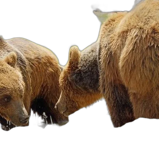animal, creature, photorealistic, concept art transparent PNG cut-out