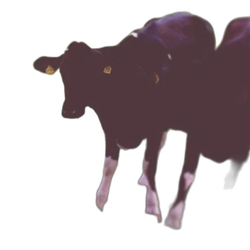 animal, creature, food, concept art transparent PNG cut-out