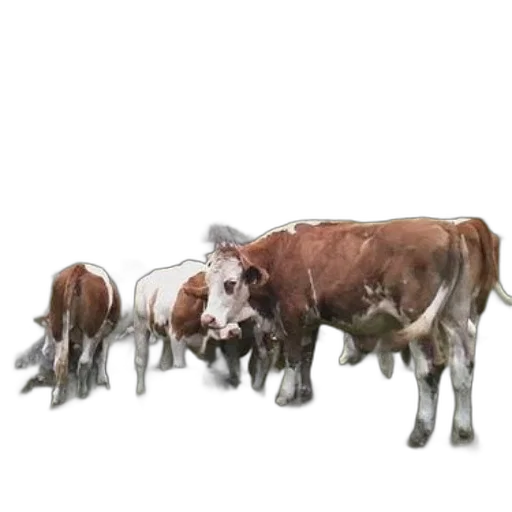 animal, jewelry, concept art, photorealistic transparent PNG cut-out