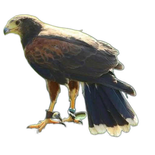 animal, staff, crown, jewelry transparent PNG cut-out