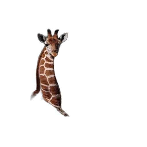 animal, creature, staff, hat transparent PNG cut-out