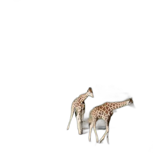 animal, creature, furniture, shoes transparent PNG cut-out