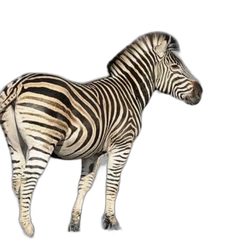 animal, creature, 3d render, concept art transparent PNG cut-out