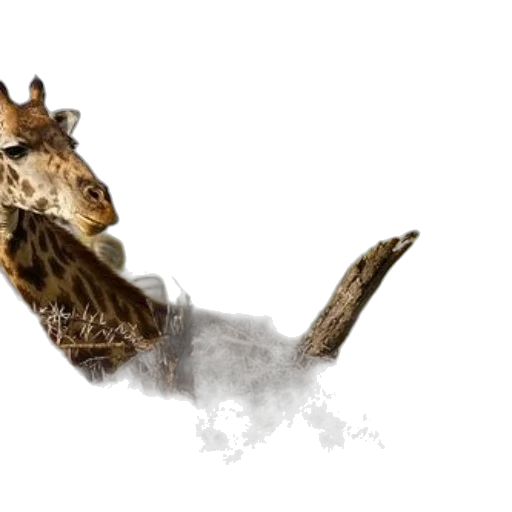 animal, dragon, creature, hair transparent PNG cut-out