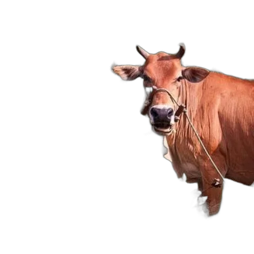 animal, creature, face, food transparent PNG cut-out