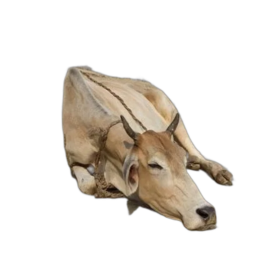 animal, mask, hat, creature transparent PNG cut-out