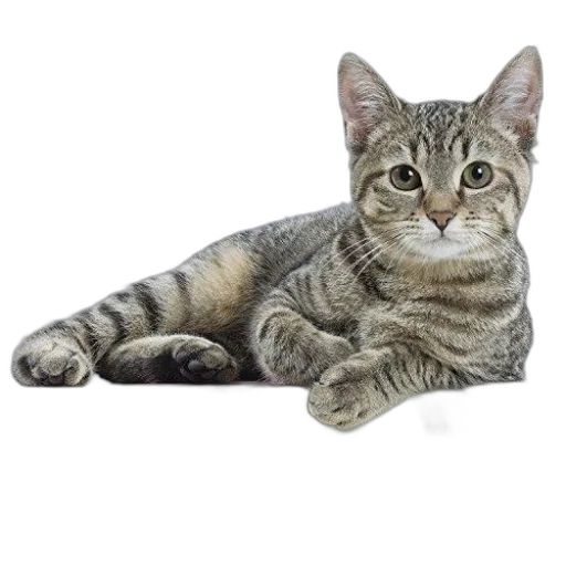 animal, staff, creature, weapon transparent PNG cut-out