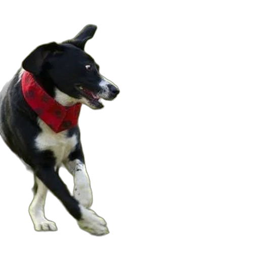 animal, staff, creature, 3d render transparent PNG cut-out