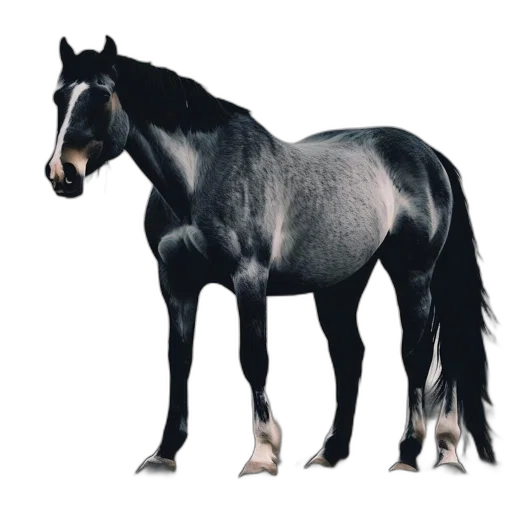 animal, creature, hair, crown transparent PNG cut-out