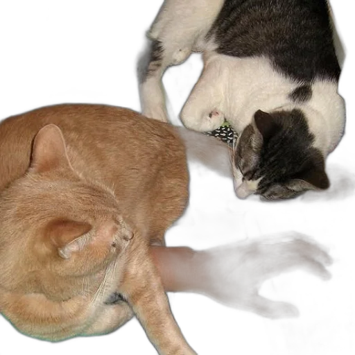 staff, food, animal, hat transparent PNG cut-out